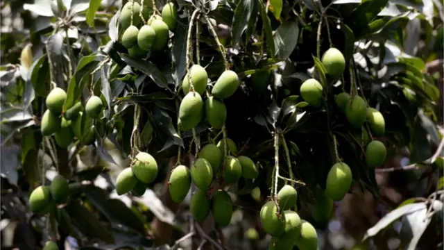 మామిడి కాయలు