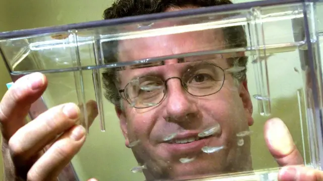 ক্যান্সার চিকিৎসাতেও জেব্রা ফিস নিয়ে চলছে গবেষণা।