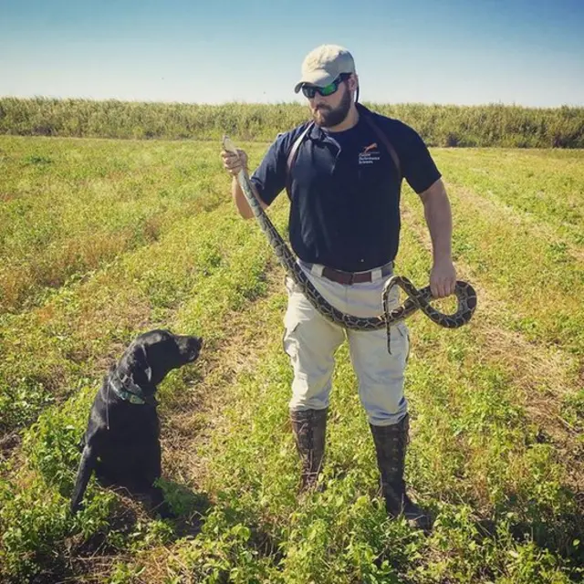 Perro detector de pitones