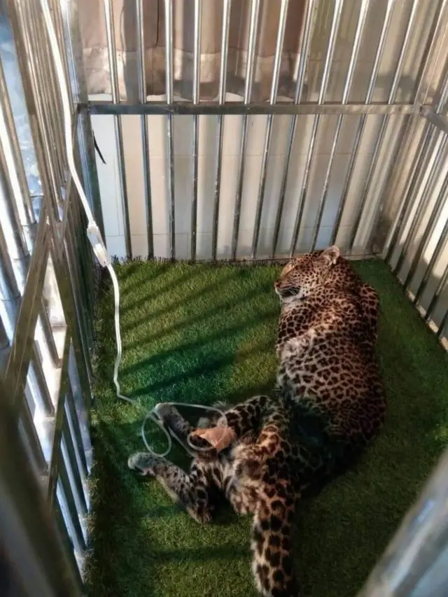 Macan Tutul