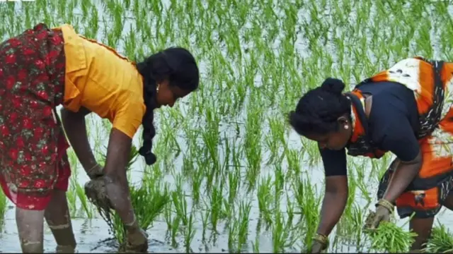 తెలంగాణలో వరి సాగు అత్యధికంగా స్థాయిలో జరుగుతోంది