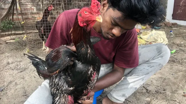 சேவல் சண்டை