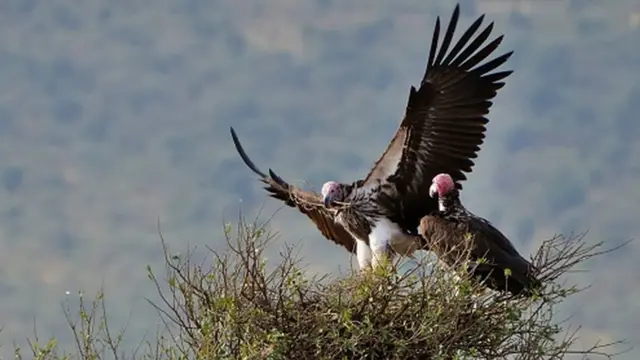 Vultures building nest
