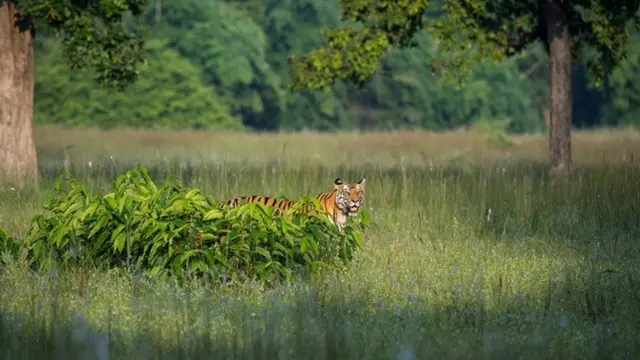 أحد النمور وسط المروج الخضراء