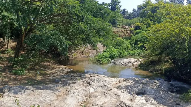 ஒற்றை யானை