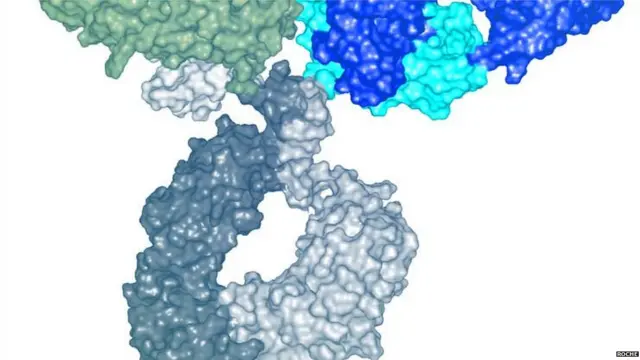 'एंटीबॉडी कॉकटेल'