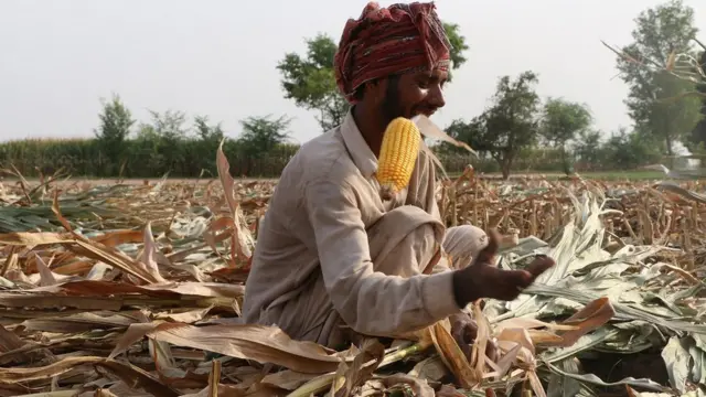 کسان، پاکستان
