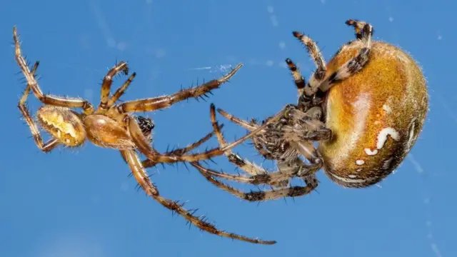 ذكر وأنثى من نوع "العنكبوت رباعي النقاط"