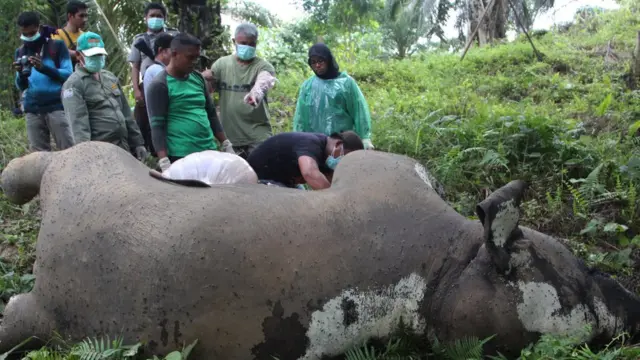 Petugas BKSDA di Aceh Timur melakukan autopsi pada gajah betina yang mati akibat tersetrum pagar listrik, pada 12 November 2015.
