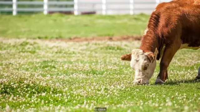 مصرف یونجه پرکومارین که کپک زده باشد می‌تواند به مرگ گاوها منتهی شود