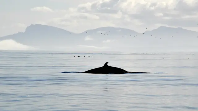 திமிங்கலம்