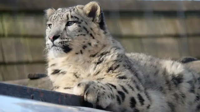 チャールズリンブラッグ\"snow reopard\" Snow Leopard Cub – Hi-Line Wholesale US