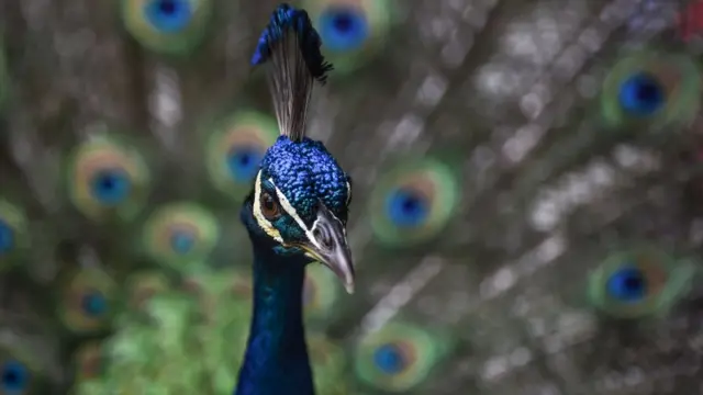 طاووس