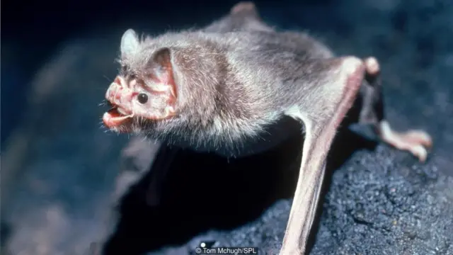 वैंपायर चमगादड़ अपना ख़ून दूसरों को पिला देते हैं