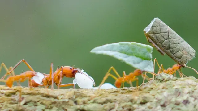 Fotografia colorida mostra formigas carregando folhas e algo brancobetano aplicação androiduma trilha sobre um fundo verde desfocado