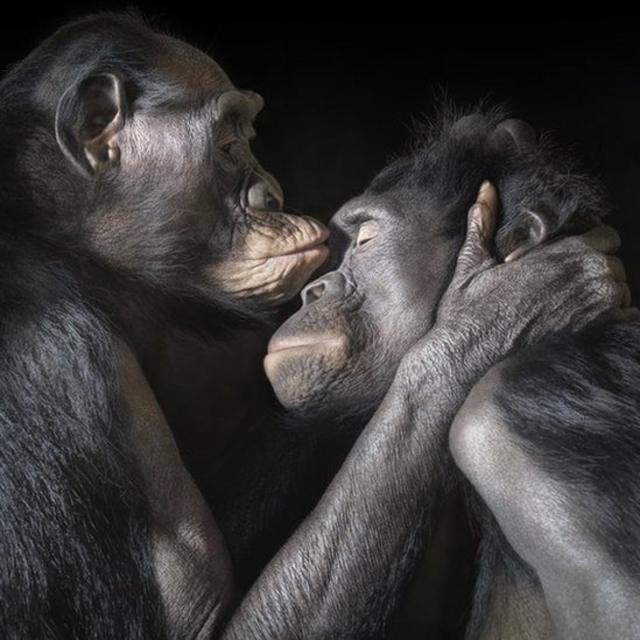 Bonobos kissing