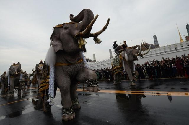Elephants in action during a parade to pay respect to the late Thai King Bhumibol Adulyadej at the Grand Palace in Bangkok, on the 8th of November.