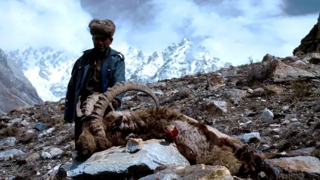 مارخور، آئی بیکس، اڑیال، بلیو شیپ، چترال، ٹرافی ہنٹنگ، گلگت بلتستان، پاکستان