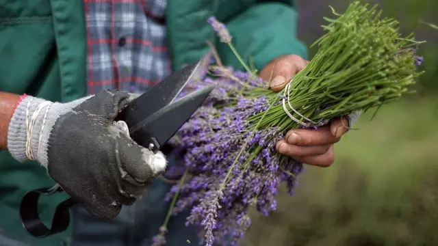 ลาเวนเดอร์เป็นพืชที่นิยมนำมาสกัดเป็นน้ำมันหอมระเหย