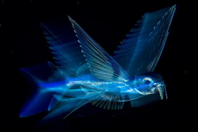 அண்டர் வாட்டர் பிரிவில் பறக்கும் மீன் புகைப்படம் எடுத்ததற்காக அமெரிக்க புகைப்பட கலைஞர் மைக்கெல் பாட்ரிக் விருது பெறுகிறார்.