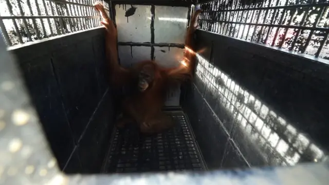 orangutan