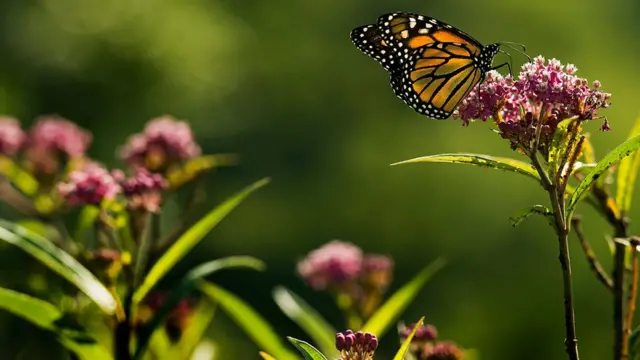 mariposa entre flores del algodoncillo
