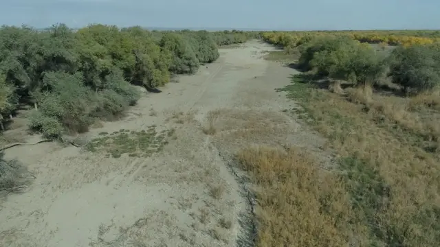 Orol atrofiga yashillik qayta boshlagan