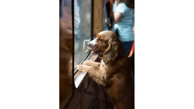 بعدسات الجمهور: النوافذ