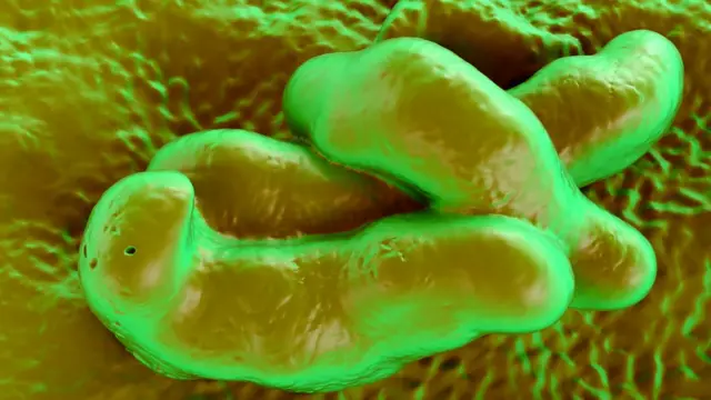 Bacteria de campylobacter