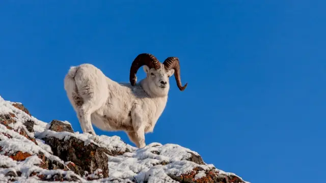 Баран Далля (дикая овца)