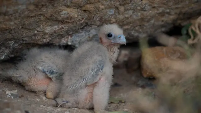 Птенцы сокола Элеоноры