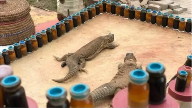 శాండా బల్లి