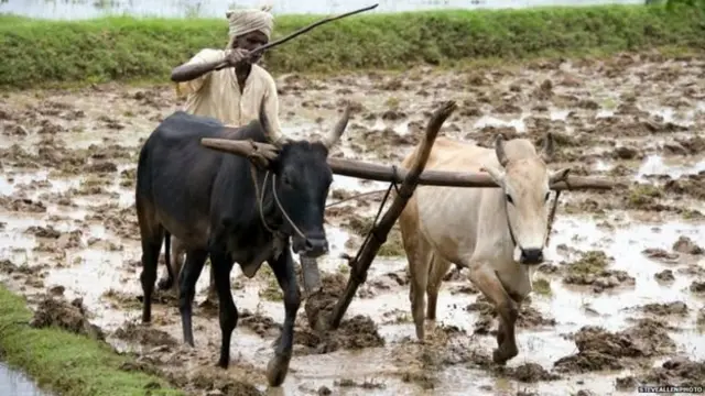 மகாராஷ்டிர விவசாயிகள் பேரணி: என்ன சொல்கிறார் பத்திரிகையாளர் பி.சாய்நாத்?