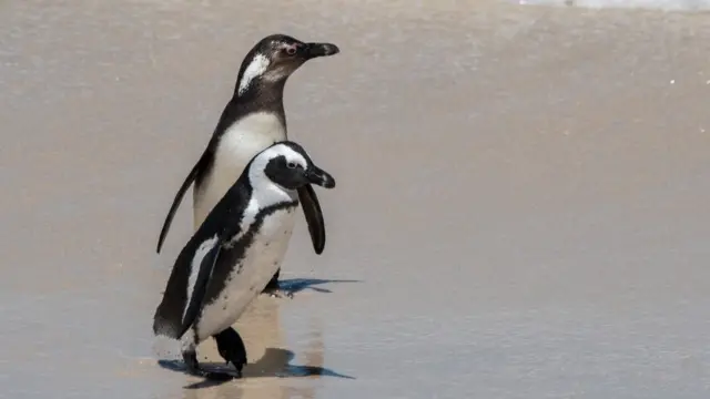 pinguins africanos na boulder beach