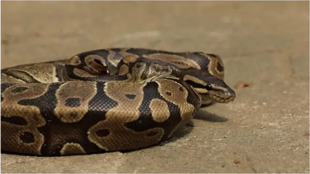 Foto of one of di professors snake