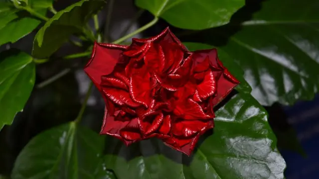 Урсула, Чехия: "Цветение китайской розы. У меня цветет цветок от моей бабушки, которой бы в этом году был сто один год".