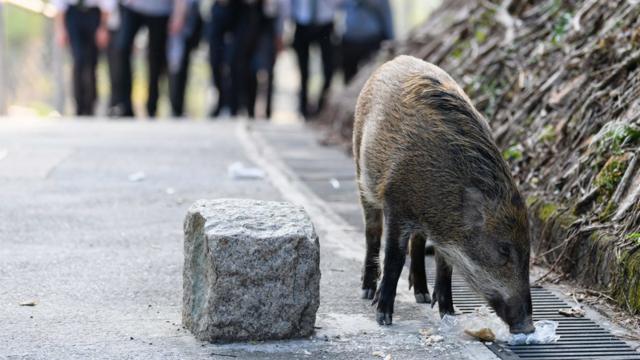 香港仔郊野公园内一头野猪在吃游客丢在地上的面包（25/1/2019）