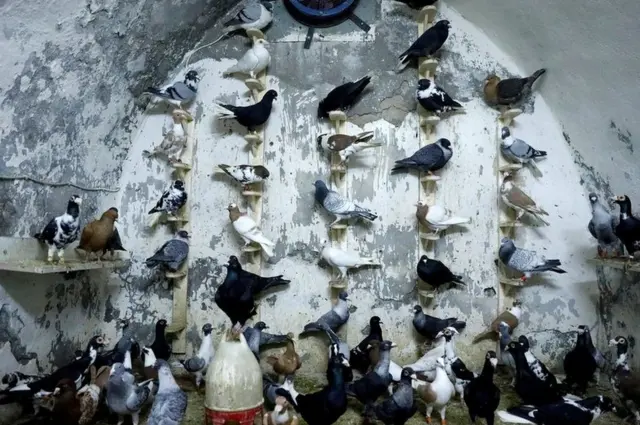 बाड़े में कबूतर