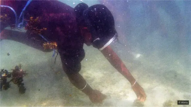 سمندری گھاس