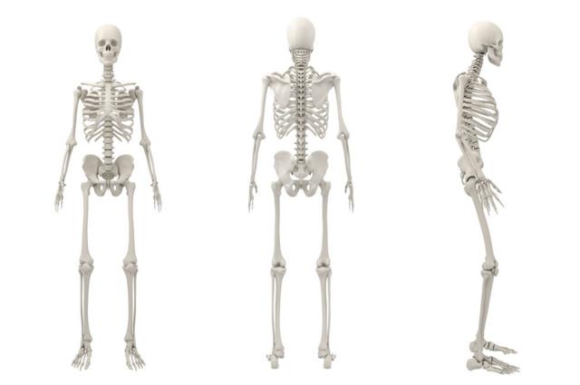 скелеты