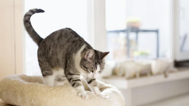 Un gato presionando un sillón con sus patas