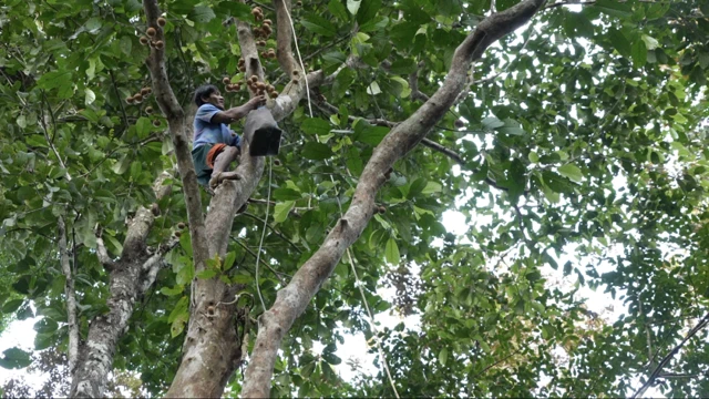 Punan Batu, Kalimantan, lingkungan, adat