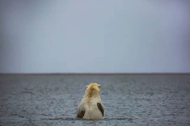 ஒன்றின் மேல் ஒன்றாக இருக்கும் பனிக் கரடிகள்