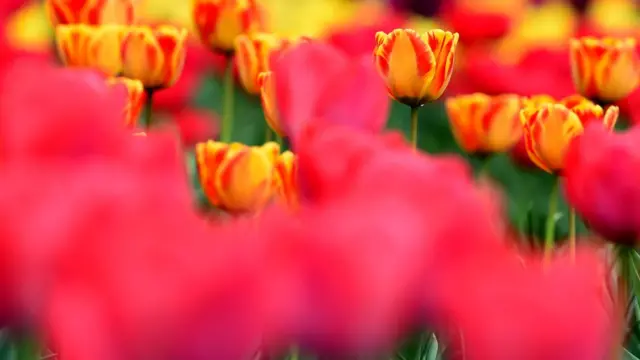 नरगिस के फूल