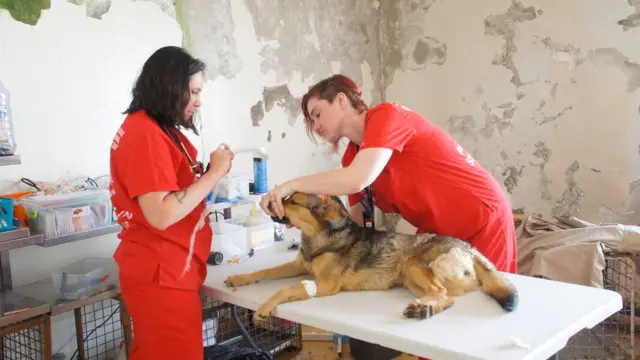 Ветеринари з собакою на столі