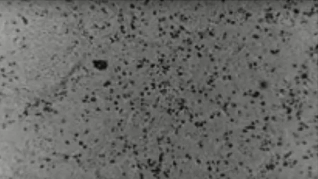 Bwa mbere, coronavirus yakorewe hanze y'Ubushinwa