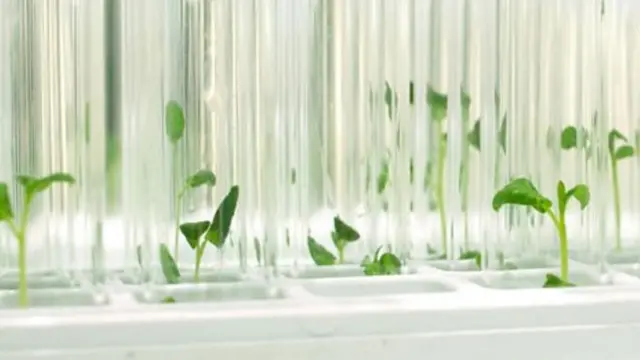 మొక్కలు