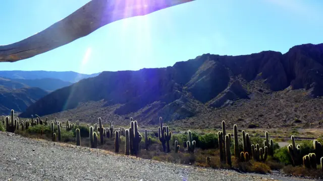 Cactus en Jujuy, norte de Argentina