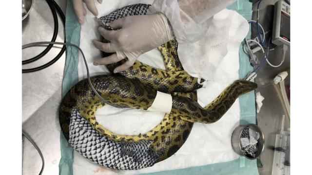 Cobra com peleslots vencedores 2024peixe