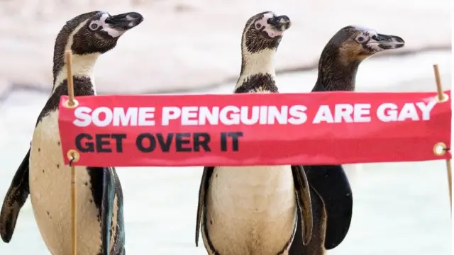 로니, 레지, 레인보우 (왼쪽부터)